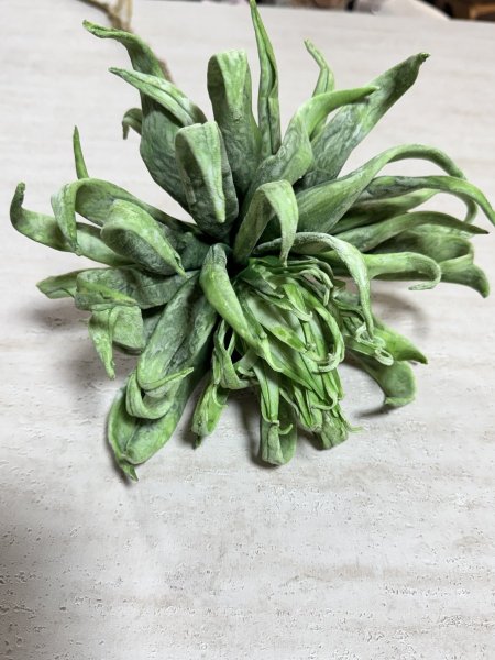 ورد