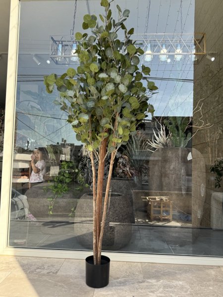 شجره اكلبتوس