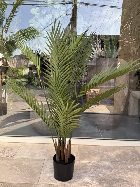 نخله حجم صغير