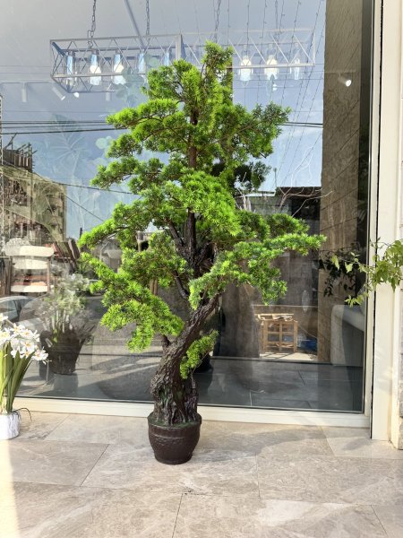 بونساي